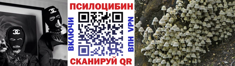 сколько стоит  Каспийск  Псилоцибиновые грибы мицелий 
